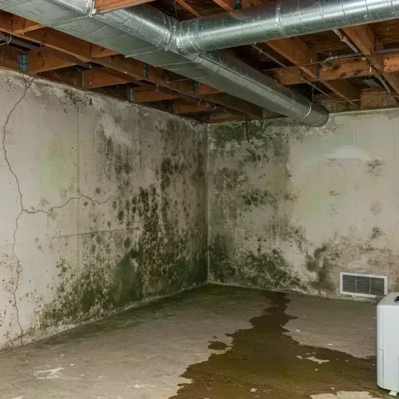 Professional Mold Removal in Central Garage, VA